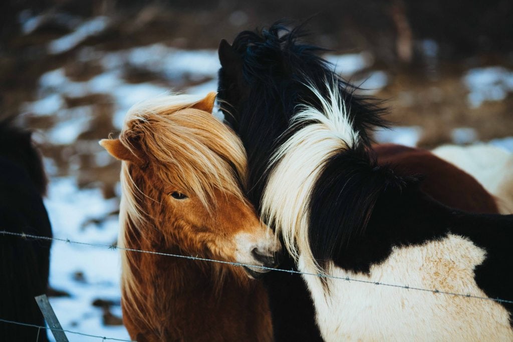 A free stock photo of horses from Little Visuals