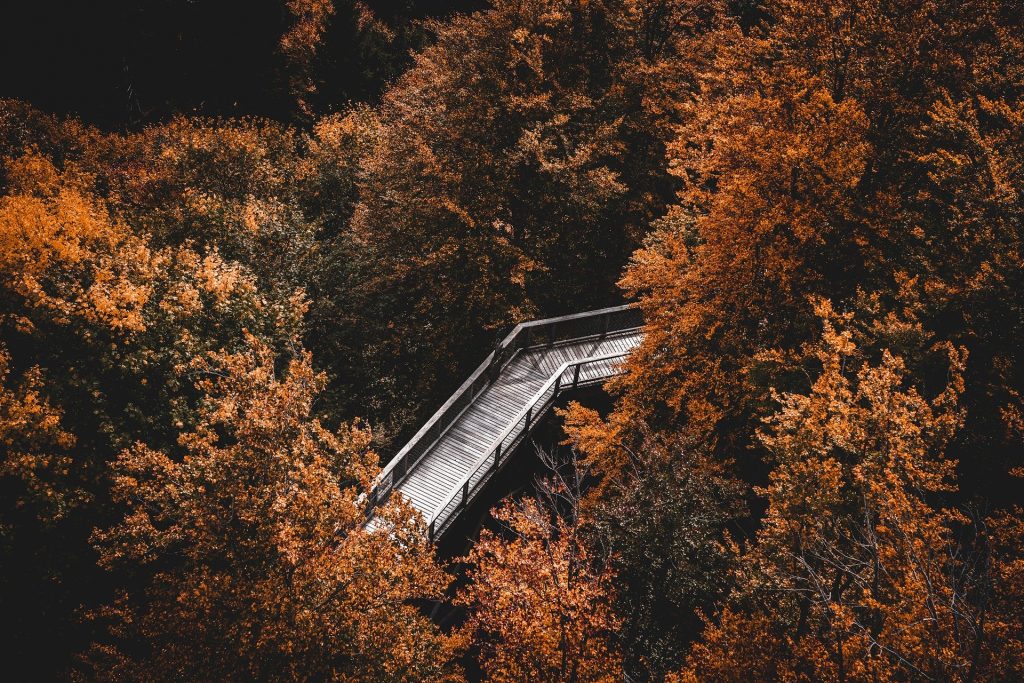 Bridge with orange tree leaves stock photo from Pixabay