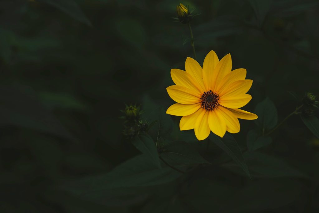 Yellow flower stock photo from Burst