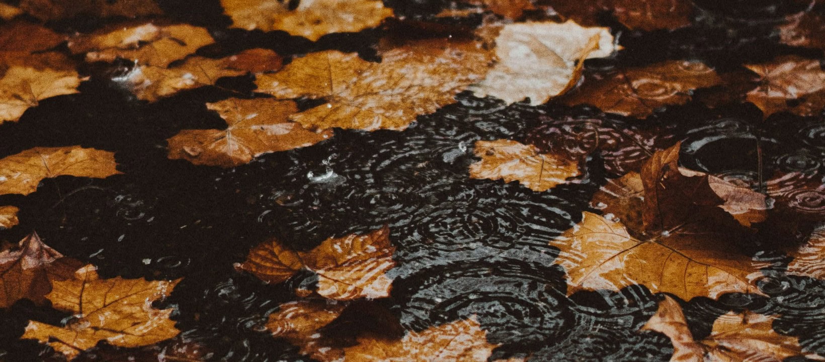 A minimalist Facebook cover photo example featuring Fall leaves on a rainy day.